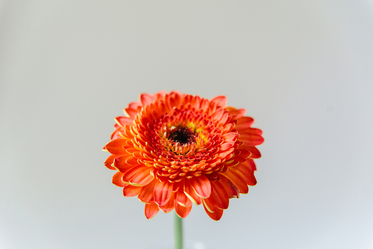 Blooming Orange Daisy